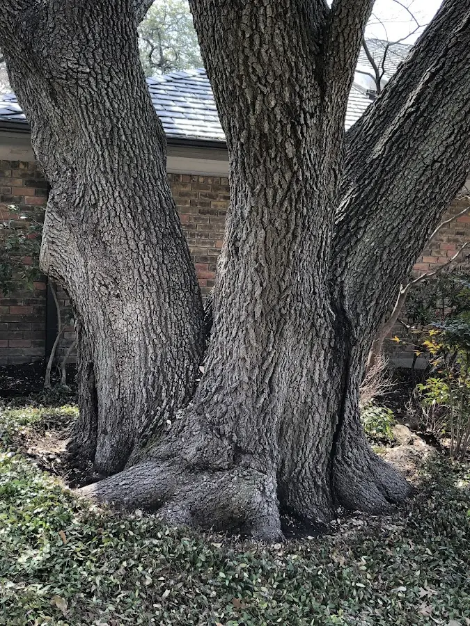 Mature heritage tree close to a Abbotsford property cared for by certified arborists